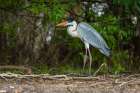 A Cocoi Heron-Ardea Cocoi-stands in a rain forest Mato Grosso Do Sul State-Brazil Art Print